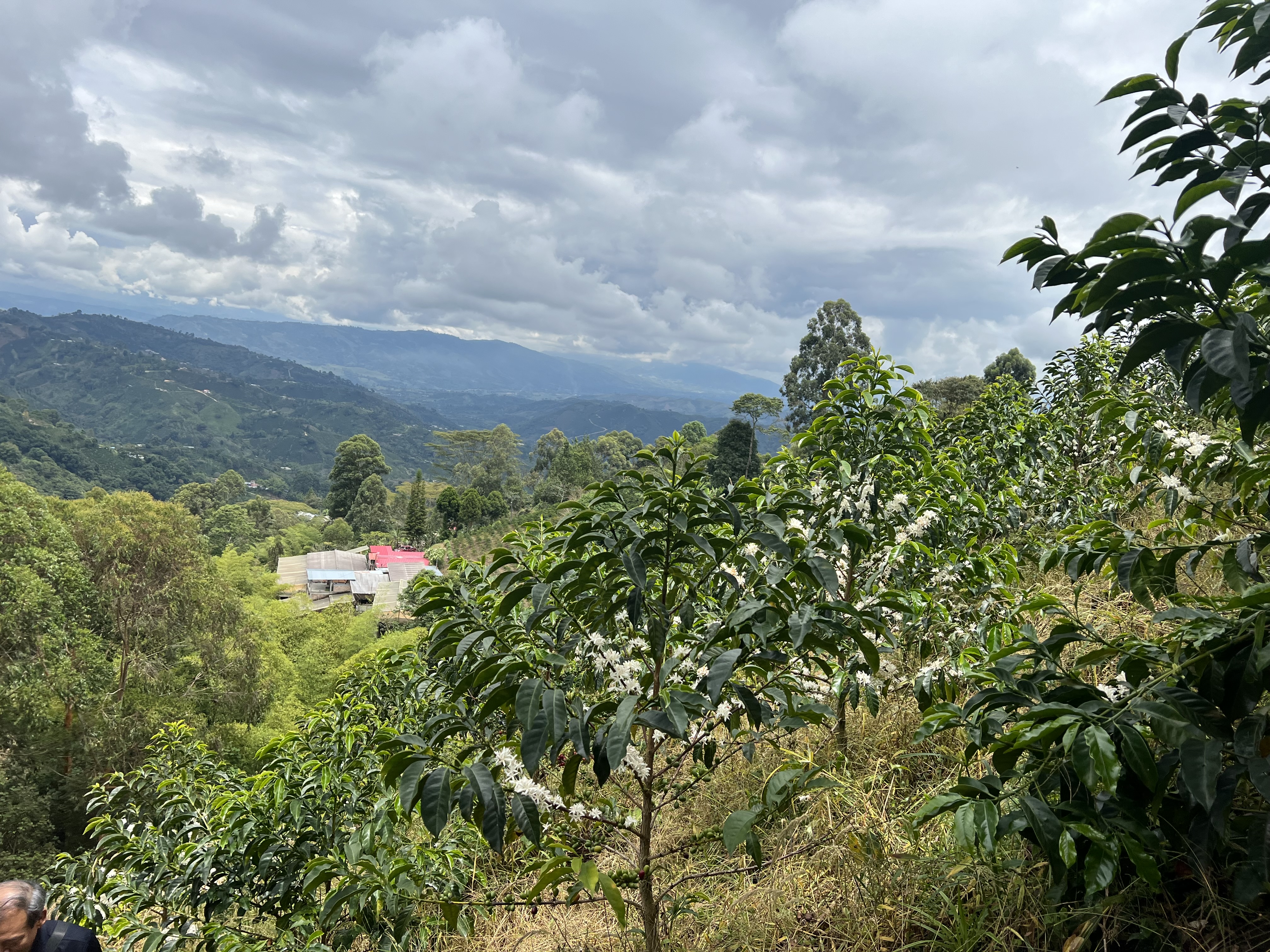 1Colombia - Gesha Peñas Blancas