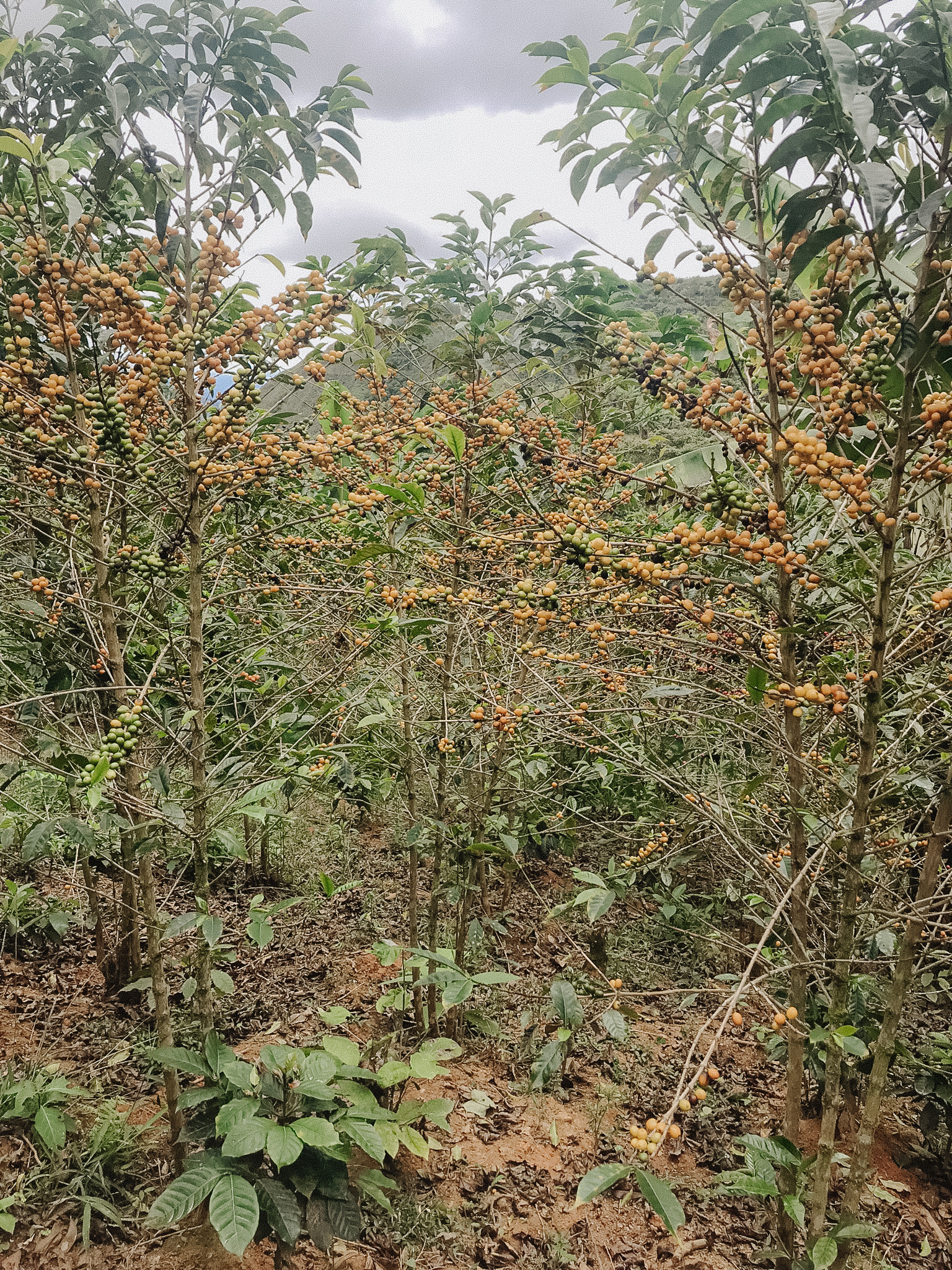4Peru-San Antonio