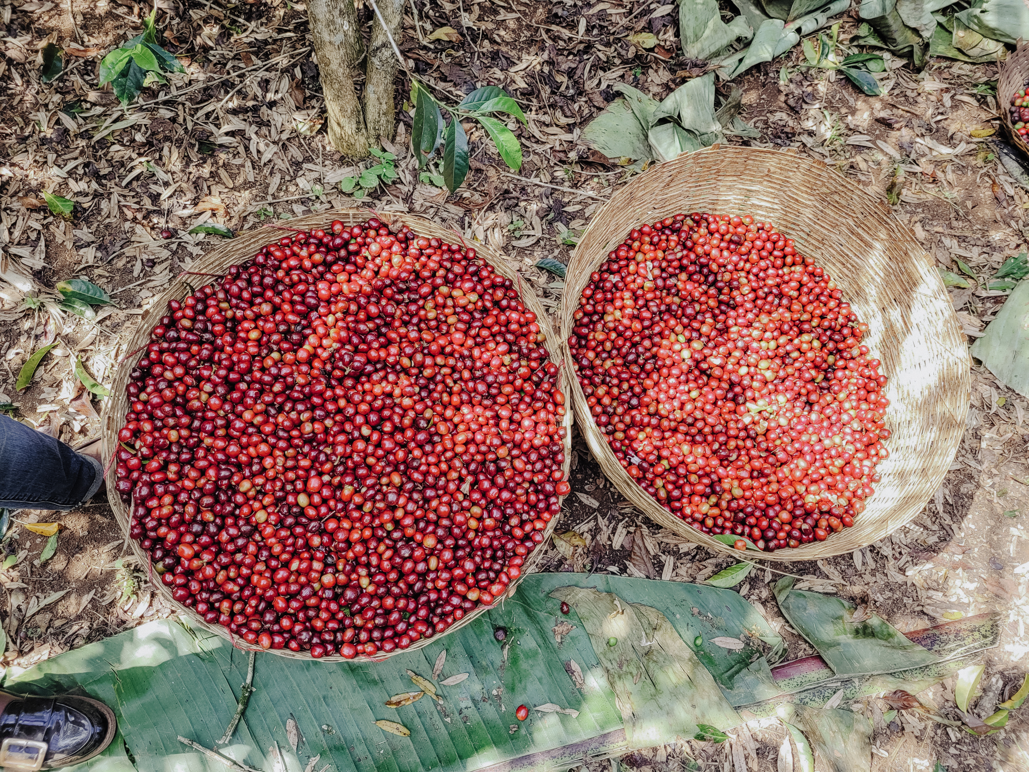 4Yirgacheffe - Etiopie