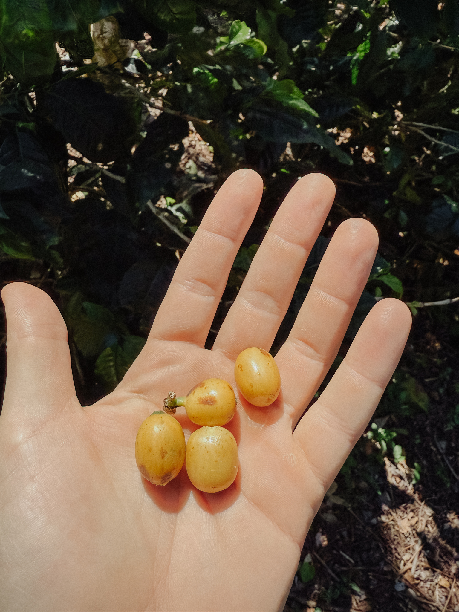 3Nikaragua - Los Papales-2
